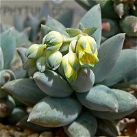 Pachyphytum