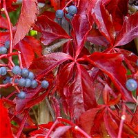 Parthenocissus