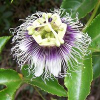 Passiflora