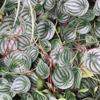 Peperomia