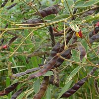 Pigeon Pea