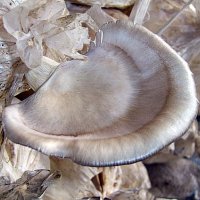 Pleurotus ostreatus