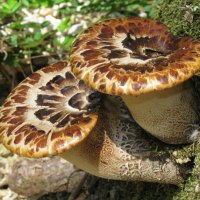 Polyporus squamosus