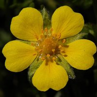 Potentilla