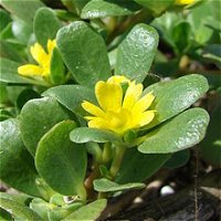 Purslane