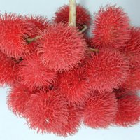 Rambutan