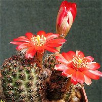 Rebutia