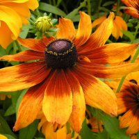 Rudbeckia