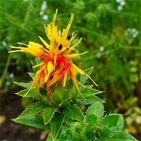 Safflower