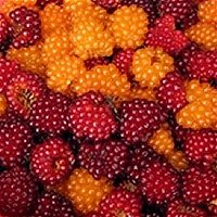 Salmonberries