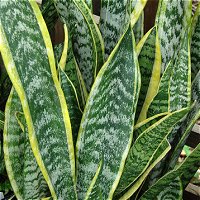 Sansevieria