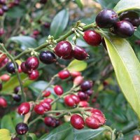 Sarcococca