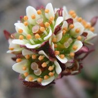 Saxifraga