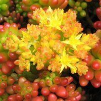 Sedum rubrotinctum