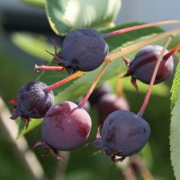 Serviceberries