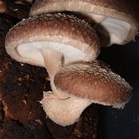 Shiitake