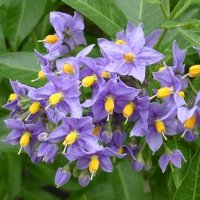 Solanum macranthum