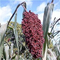 Sorghum