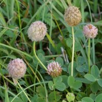 Strawberry Clover