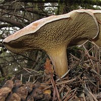 Suillus bovinus