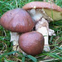 Suillus luteus