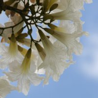 Tabebuia