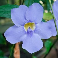 Thunbergia