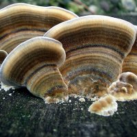 Trametes versicolor