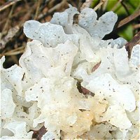 Tremella fuciformis