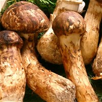 Tricholoma matsutake