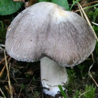 Tricholoma terreum