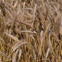 Triticale