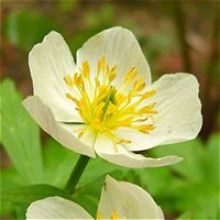 Trollius