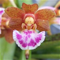 Vanda