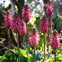 Veltheimia