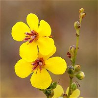 Verbascum