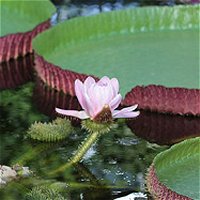 Victoria amazonica