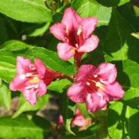 Weigela