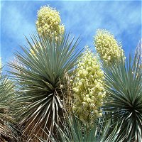 Yucca