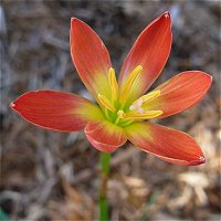 Zephyranthes