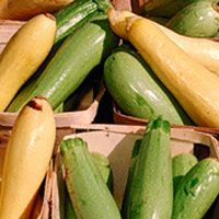 Zucchini