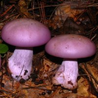 Our Mushroom Garden