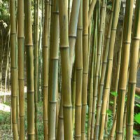 Our Bamboo Garden