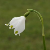 Leucojum