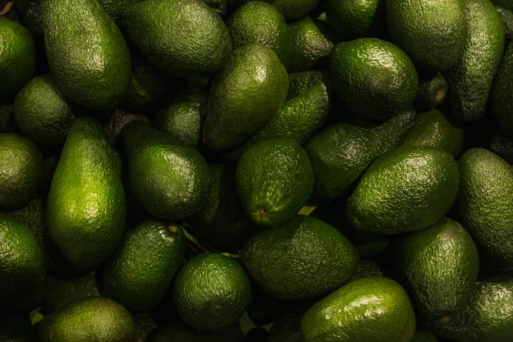 Avocado and their introduction to the US market.