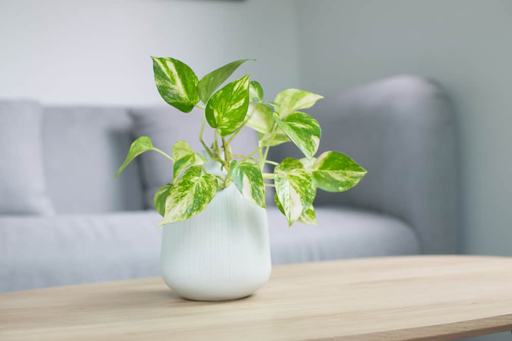 A golden pothos plant located on a table in a pot. Golden Pothos make amazing indoor plants!