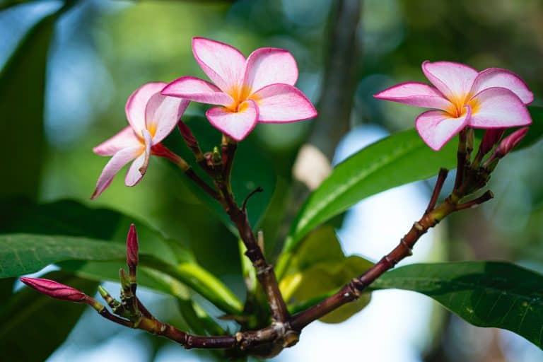 How To Propagate Plumeria